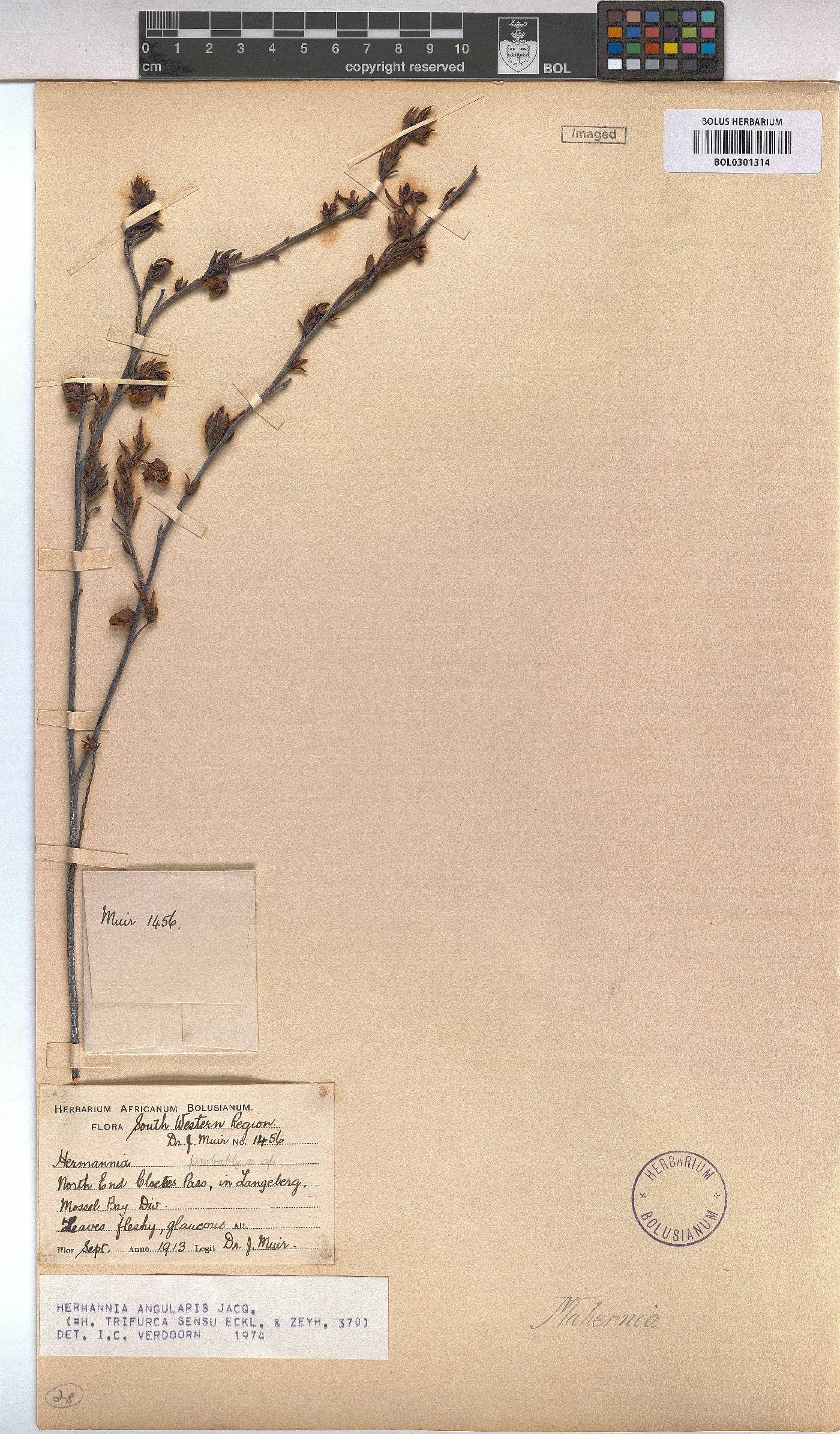 Hermannia angularis image