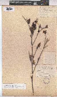 Hermannia angularis image