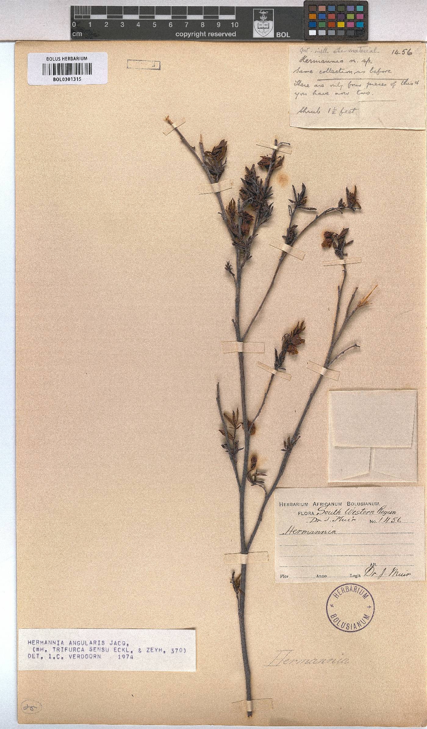 Hermannia angularis image