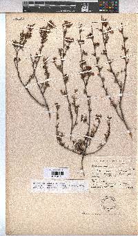 Hermannia angularis image