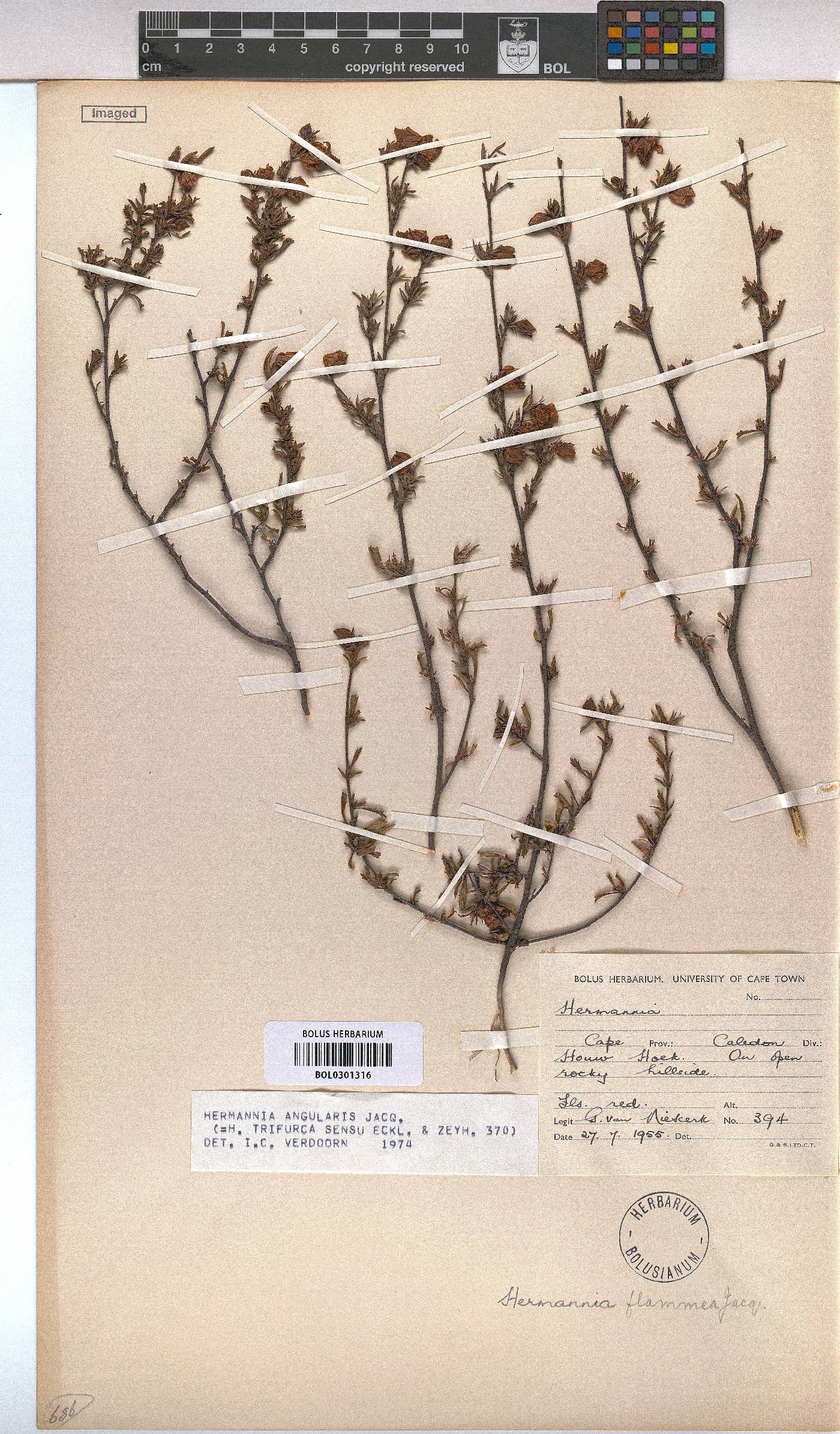 Hermannia angularis image