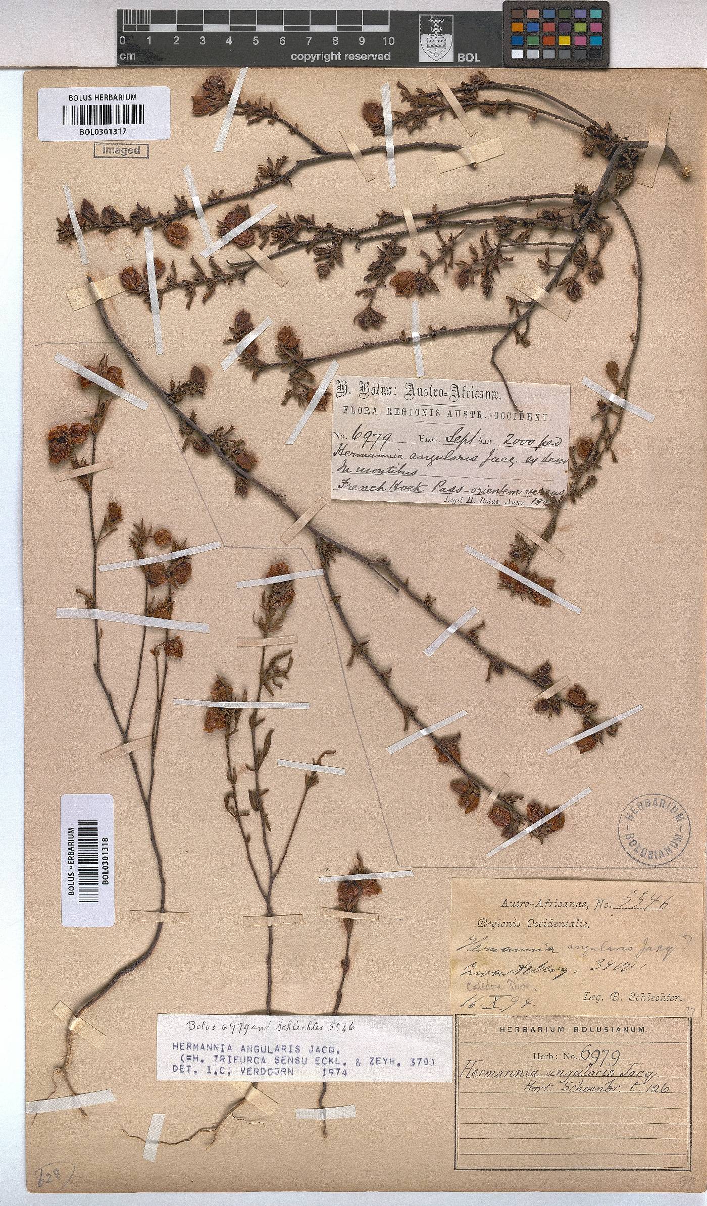 Hermannia angularis image