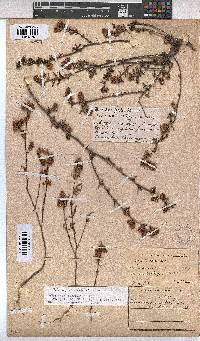 Hermannia angularis image