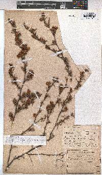 Hermannia angularis image