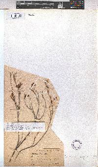 Hermannia angularis image