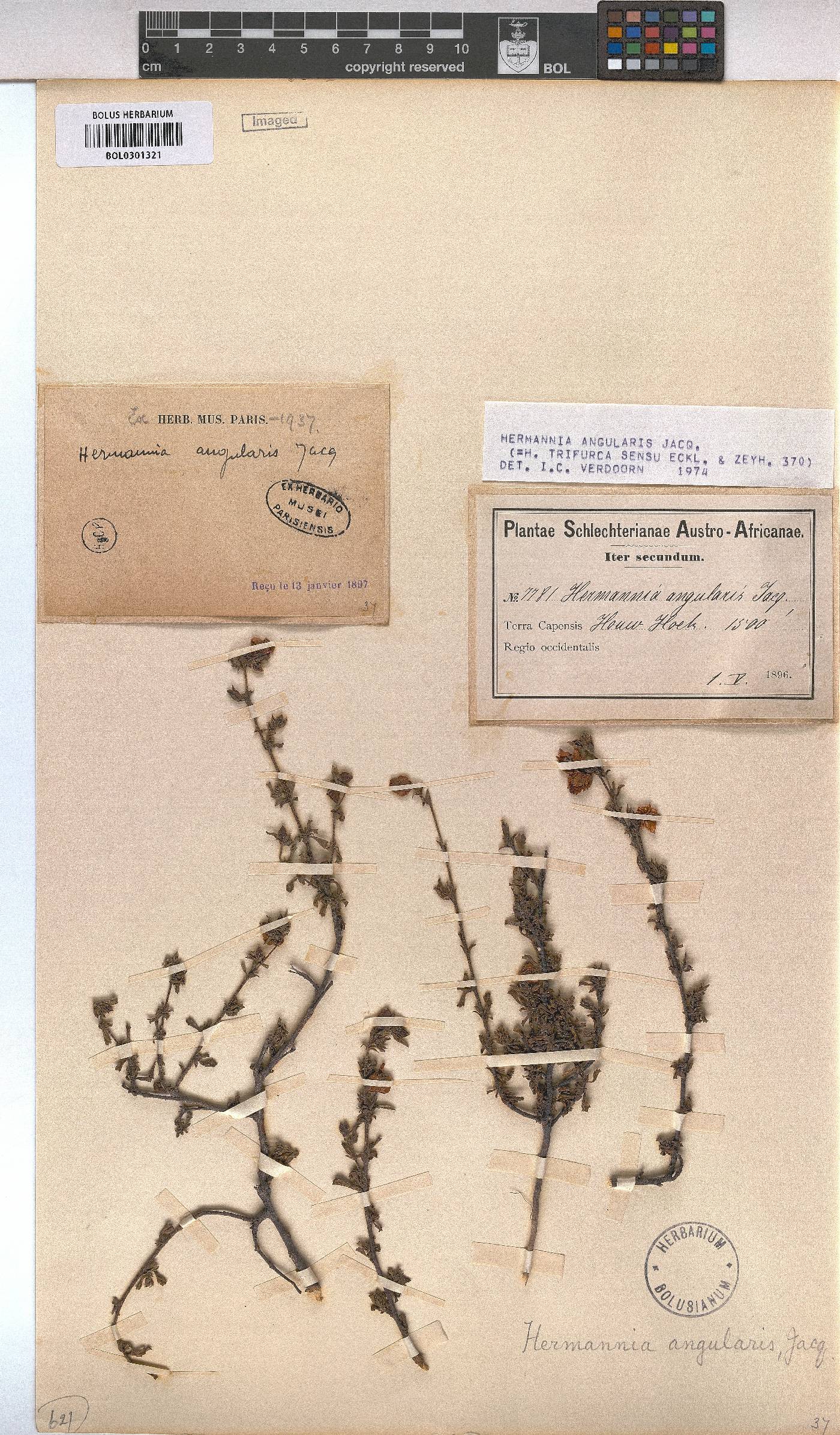 Hermannia angularis image