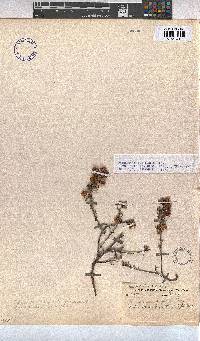 Hermannia angularis image