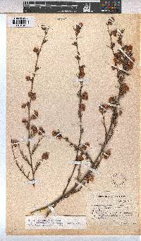 Hermannia angularis image