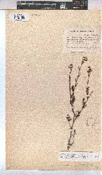 Hermannia angularis image