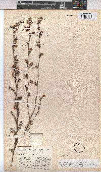 Hermannia angularis image