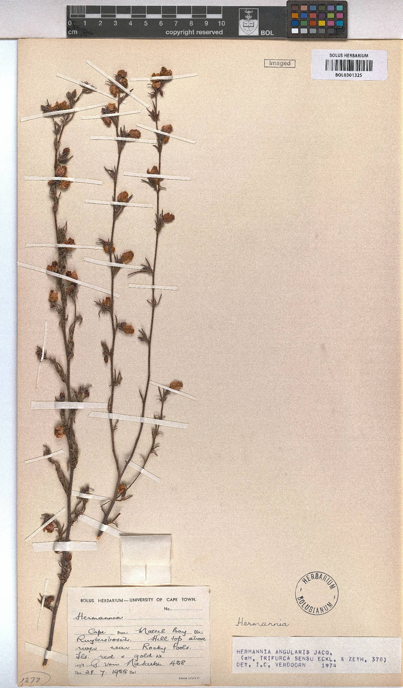 Hermannia angularis image
