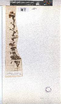Hermannia rudis image