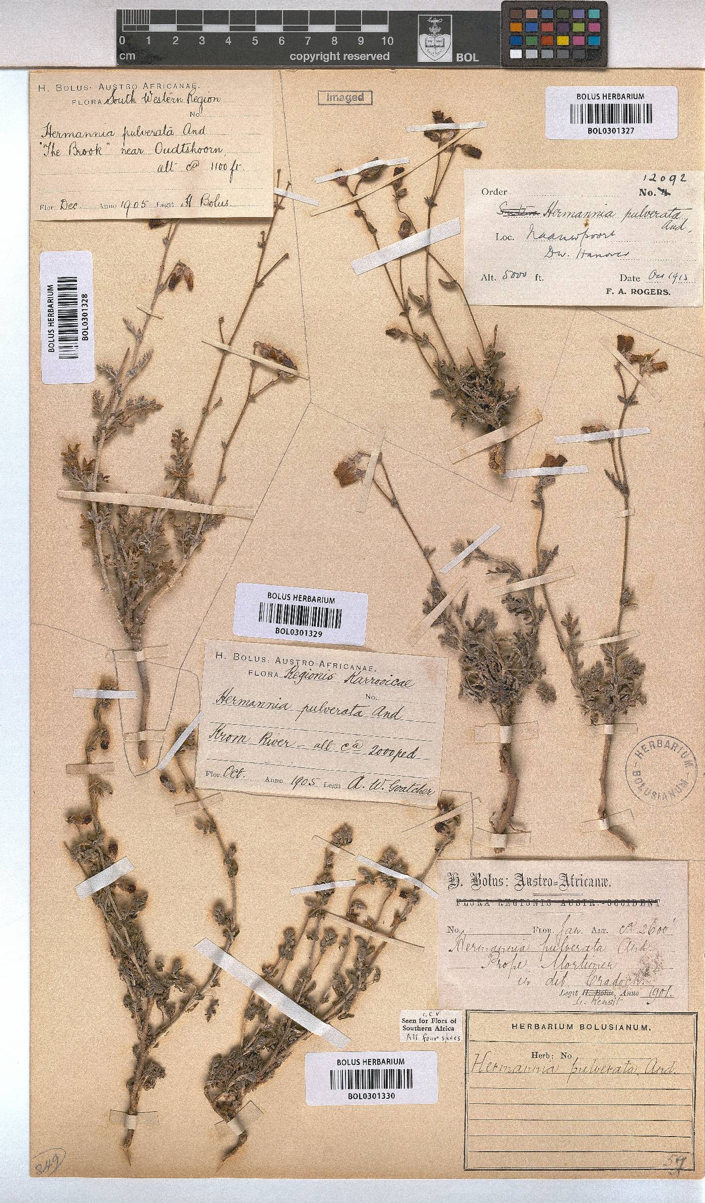 Hermannia pulverata image