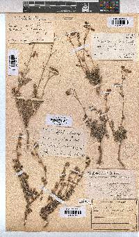 Hermannia pulverata image