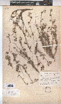 Hermannia pulverata image