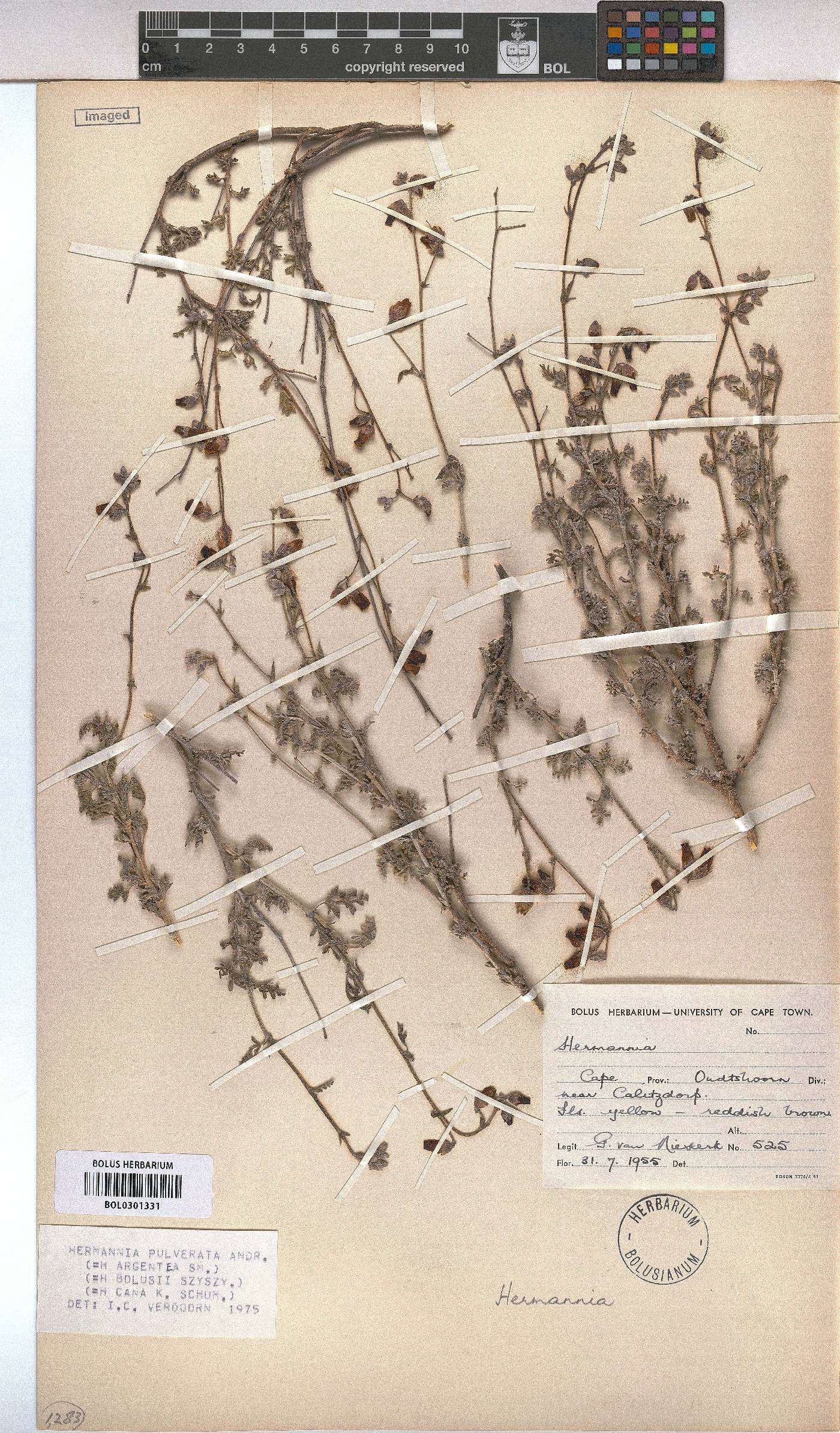 Hermannia pulverata image