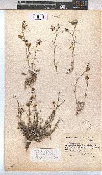 Hermannia pulverata image
