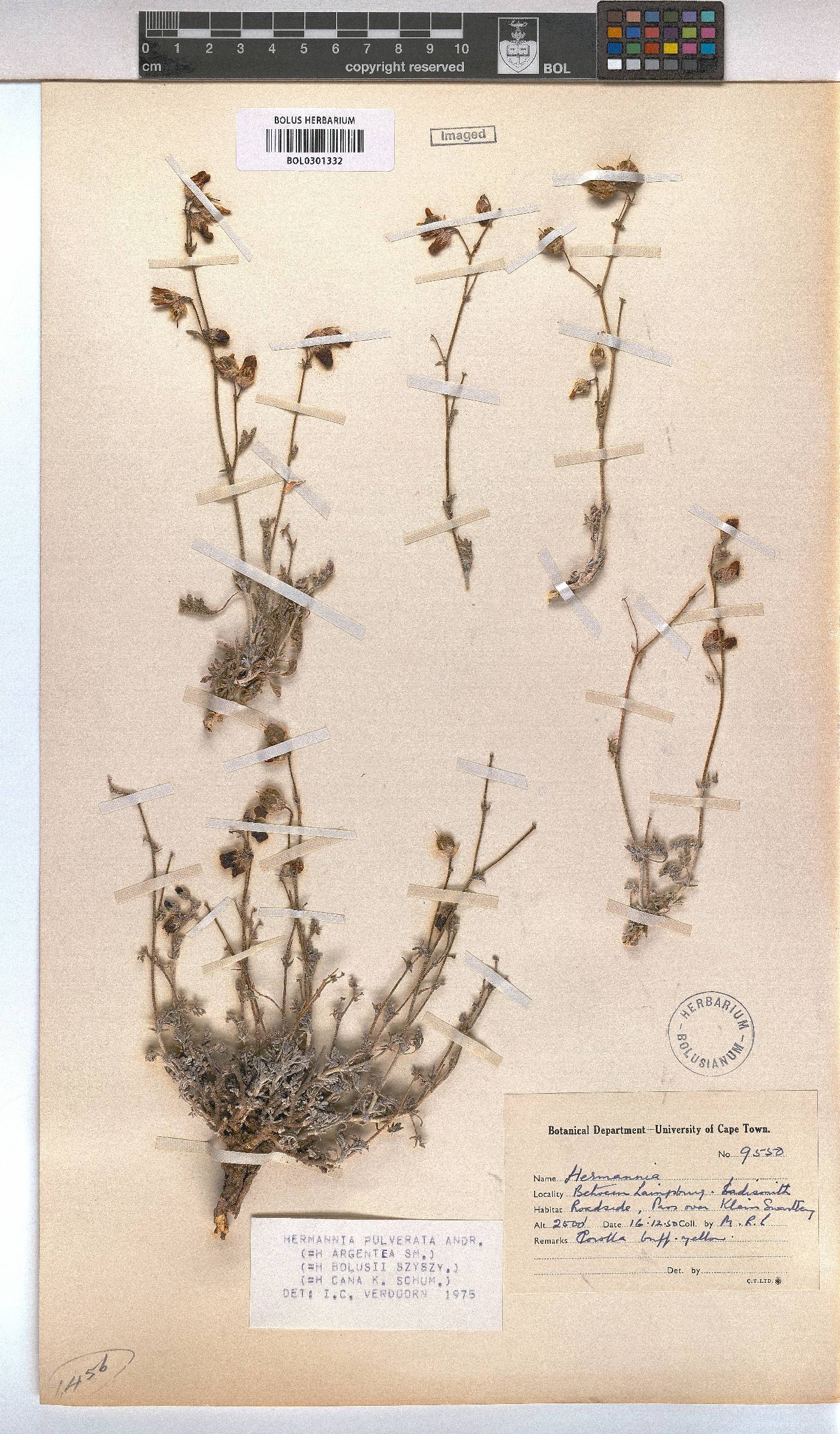 Hermannia pulverata image