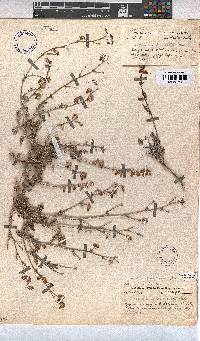 Hermannia pulverata image