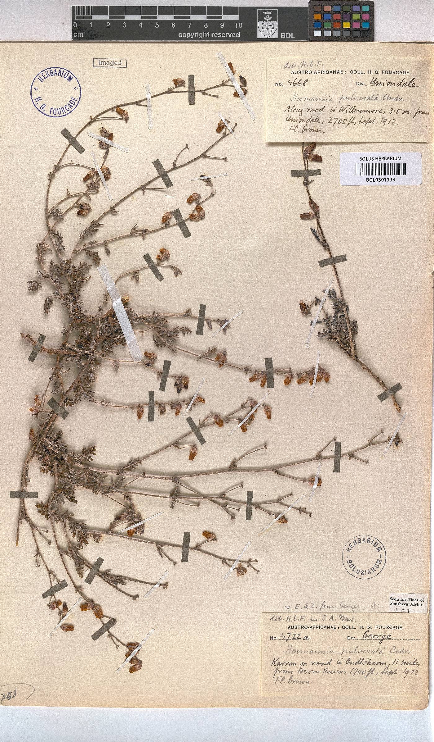 Hermannia pulverata image