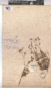 Hermannia pulverata image