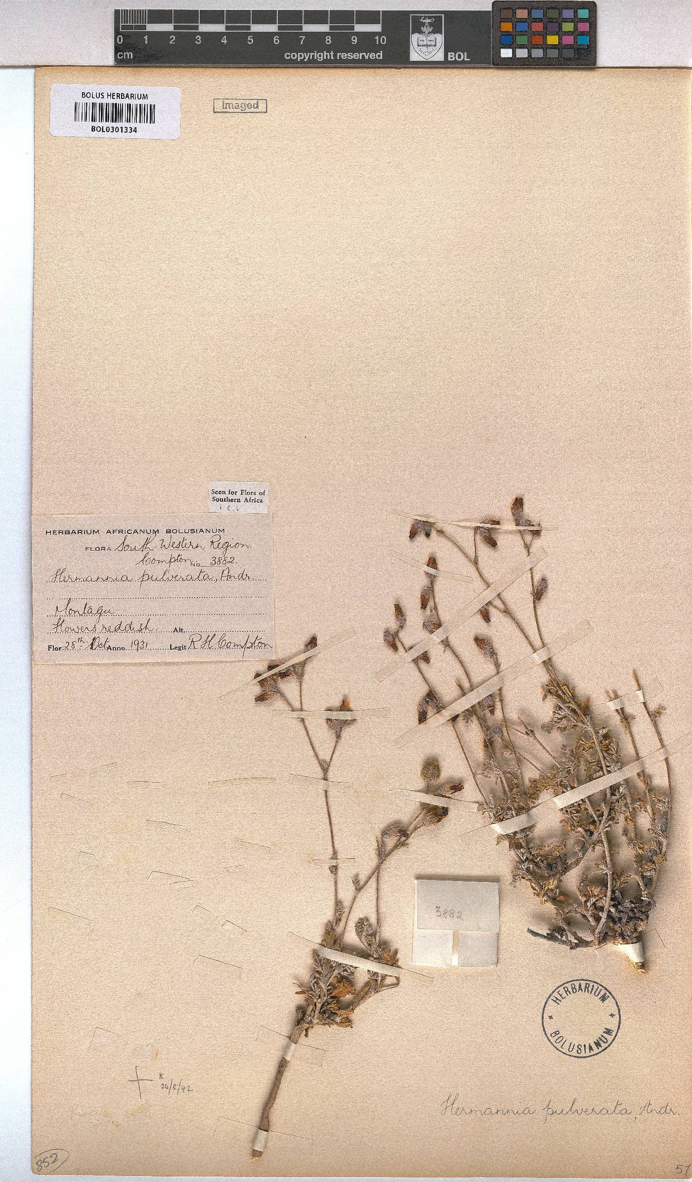 Hermannia pulverata image
