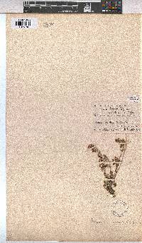 Hermannia pulverata image