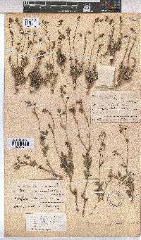 Hermannia pulverata image