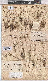 Hermannia pulverata image