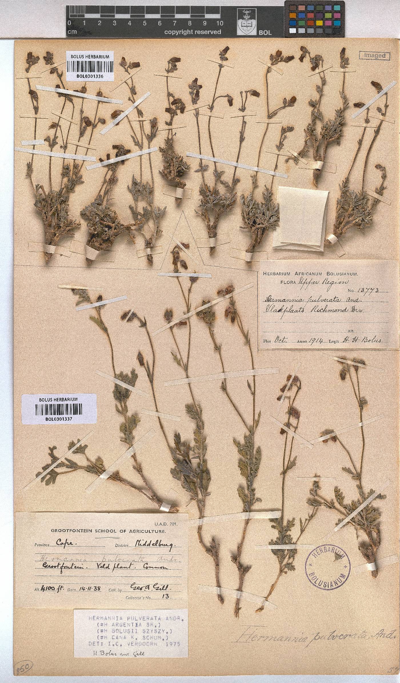 Hermannia pulverata image