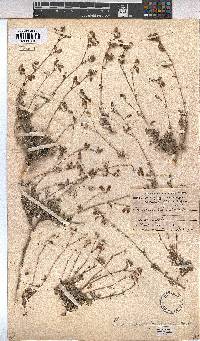Hermannia pulverata image