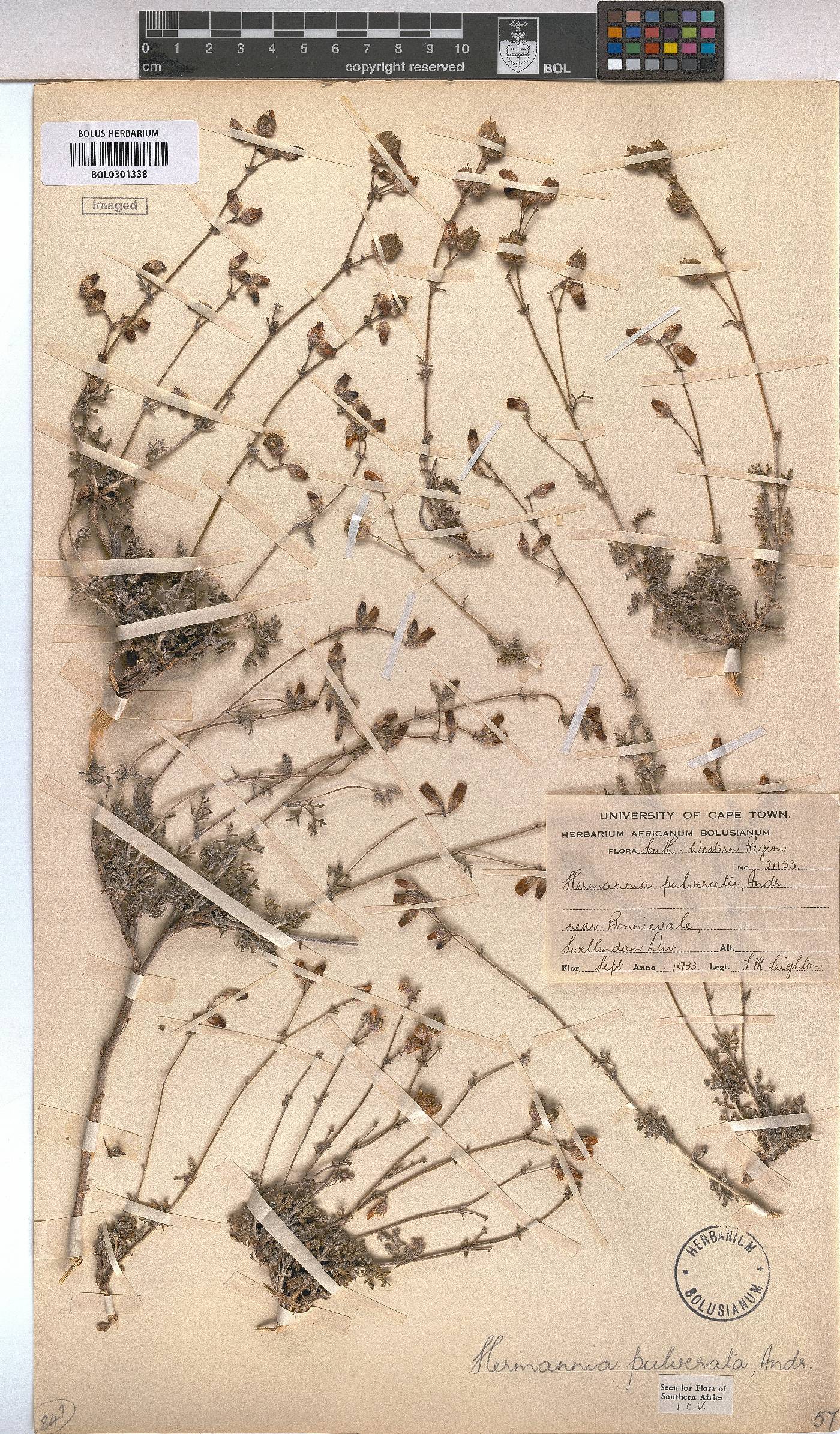 Hermannia pulverata image