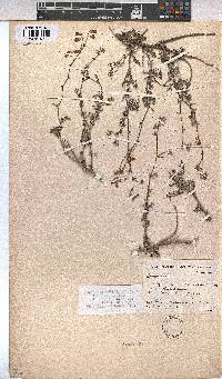Hermannia pulverata image