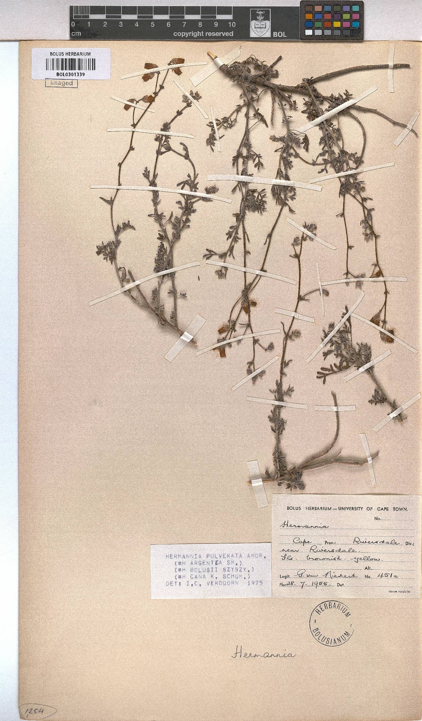 Hermannia pulverata image