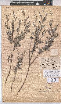 Hermannia pulverata image