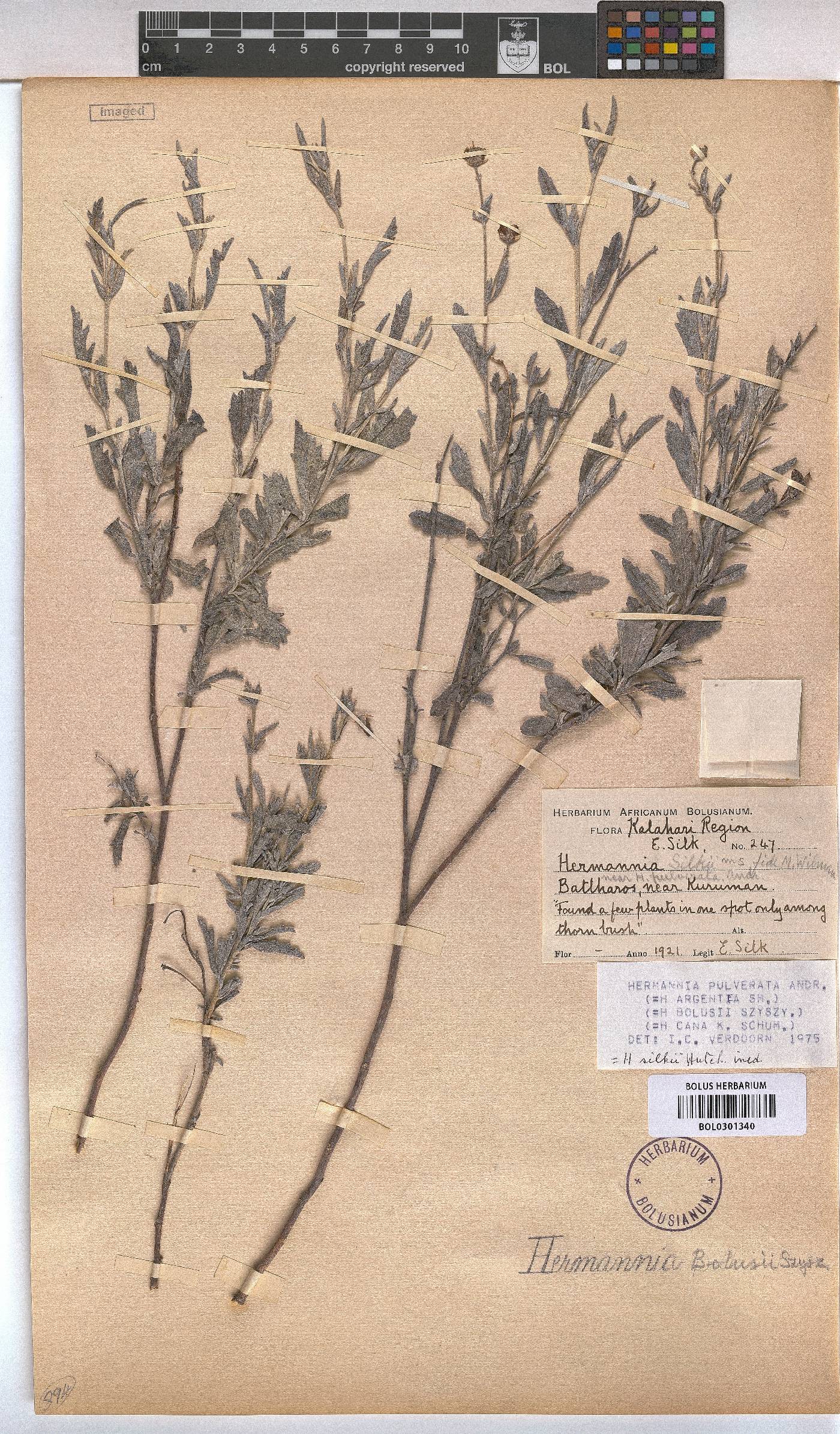 Hermannia pulverata image