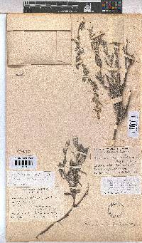 Hermannia pulverata image