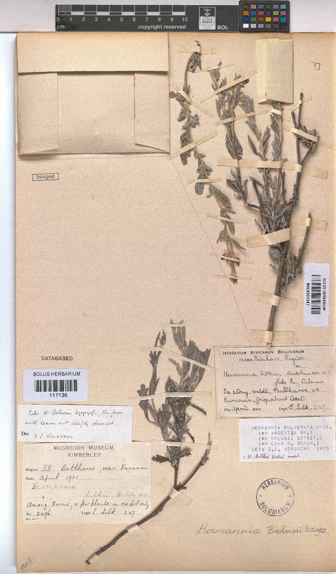 Hermannia pulverata image