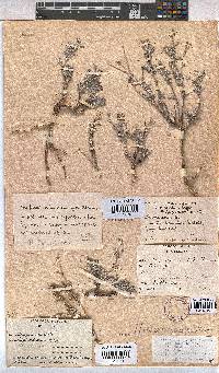 Hermannia pulverata image