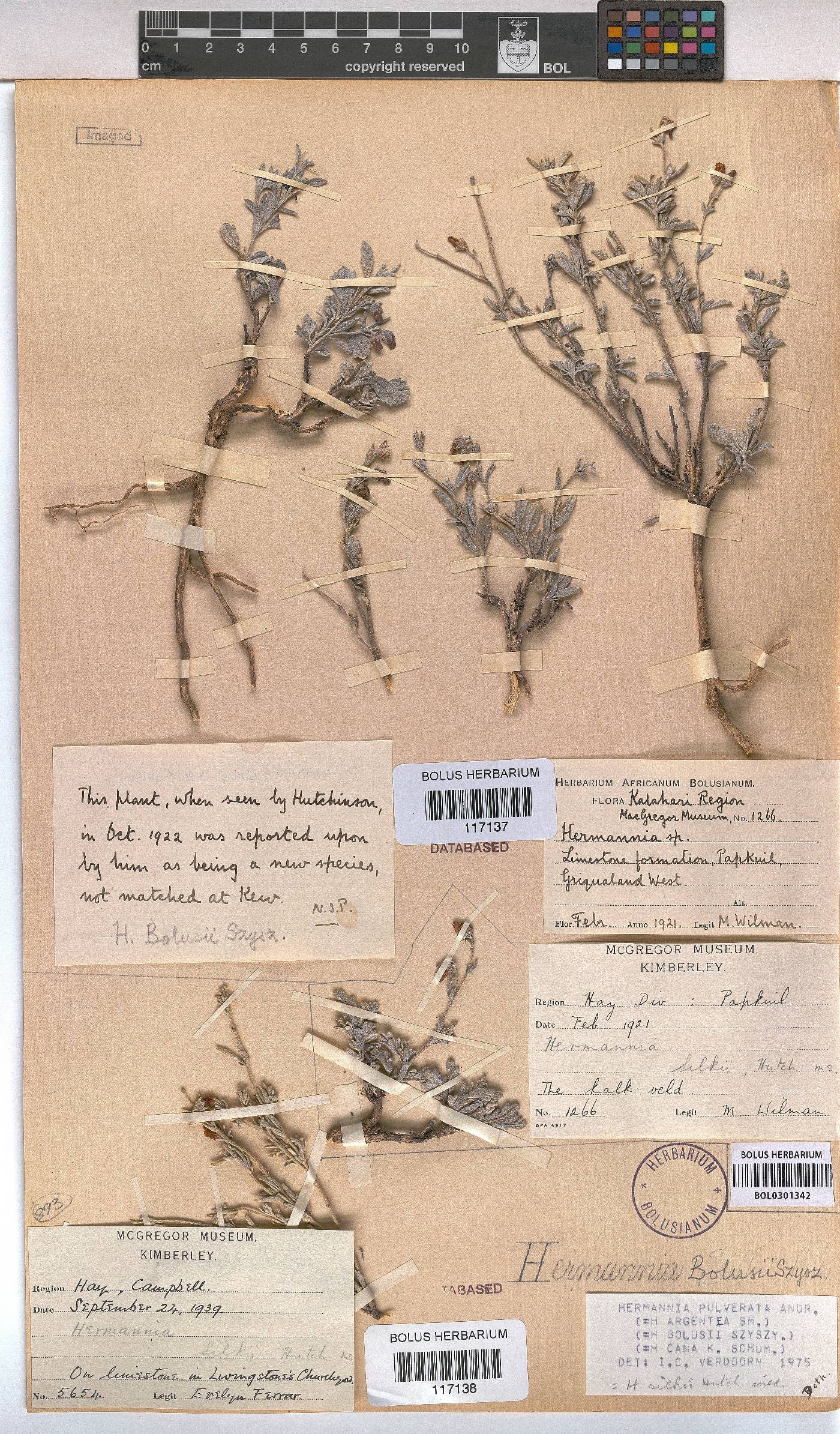 Hermannia pulverata image