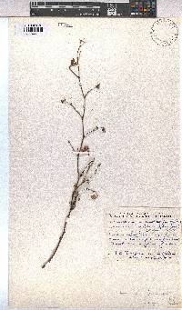 Hermannia confusa image