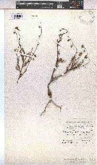Hermannia confusa image