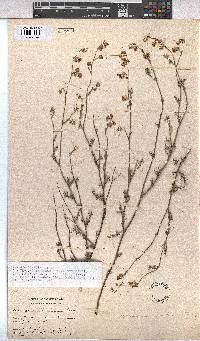 Hermannia confusa image