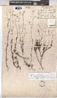 Hermannia confusa image