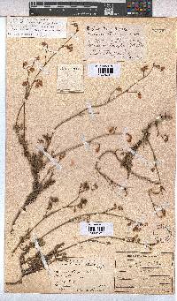 Hermannia confusa image