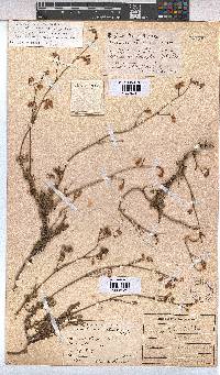 Hermannia confusa image
