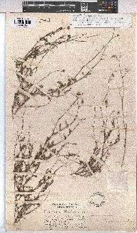 Hermannia confusa image