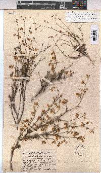 Hermannia confusa image