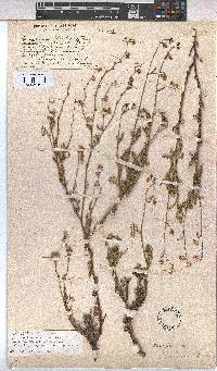 Hermannia confusa image