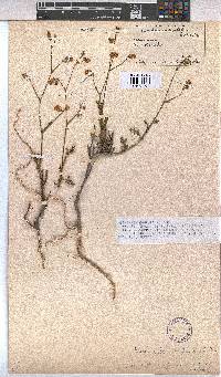 Hermannia confusa image